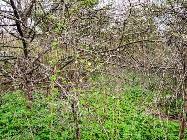Underbrush Clearing in Nicholasville