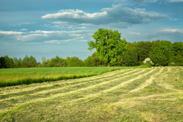 Cost of Vegetation Removal in Nicholasville