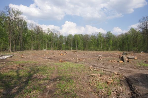 Cost of Pasture Clearing in Nicholasville