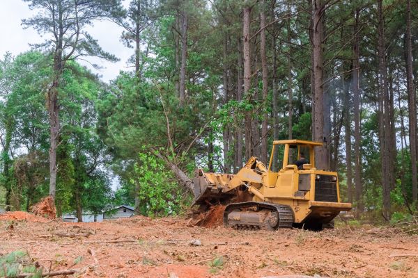 Forest Thinning in Nicholasville