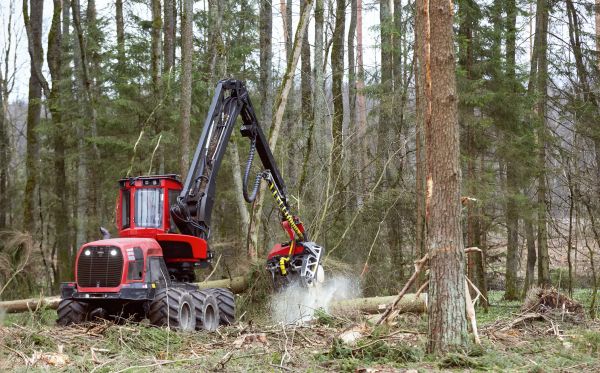 Cost of Forest Clearance Service in Nicholasville