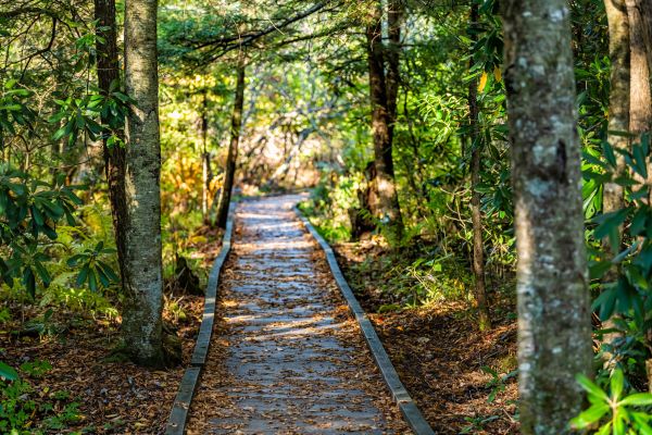 Cost of Trail Clearing in Nicholasville